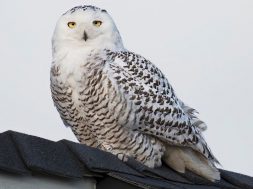 SoCal Snowy Owl