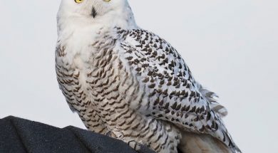 SoCal Snowy Owl